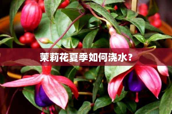 茉莉花夏季如何浇水？