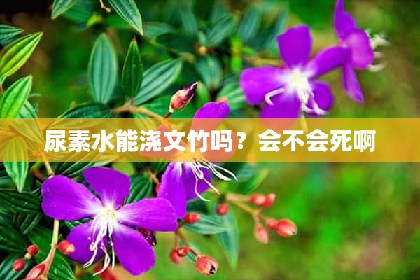 尿素水能浇文竹吗？会不会死啊