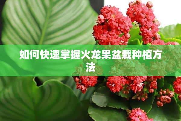 如何快速掌握火龙果盆栽种植方法