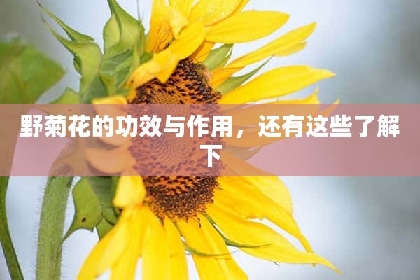 野菊花的功效与作用，还有这些了解下