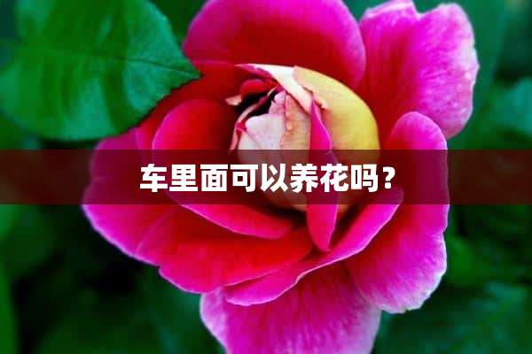 车里面可以养花吗？