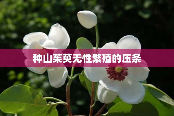 种山茱萸无性繁殖的压条