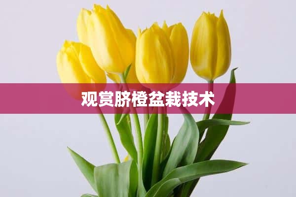 观赏脐橙盆栽技术