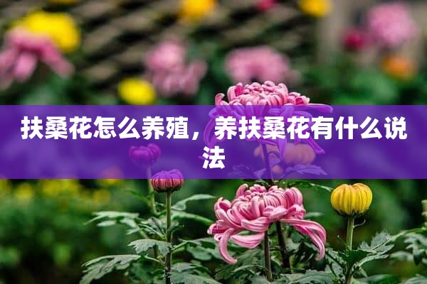 扶桑花怎么养殖，养扶桑花有什么说法