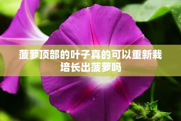 菠萝顶部的叶子真的可以重新栽培长出菠萝吗