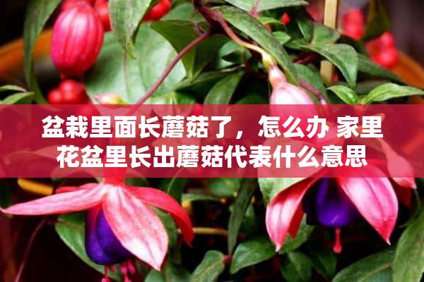 盆栽里面长蘑菇了，怎么办 家里花盆里长出蘑菇代表什么意思