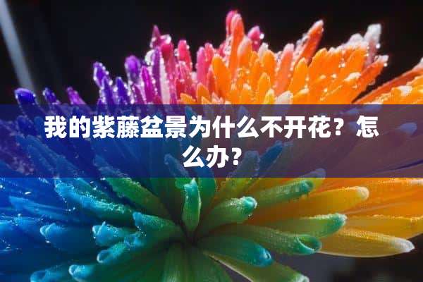 我的紫藤盆景为什么不开花？怎么办？