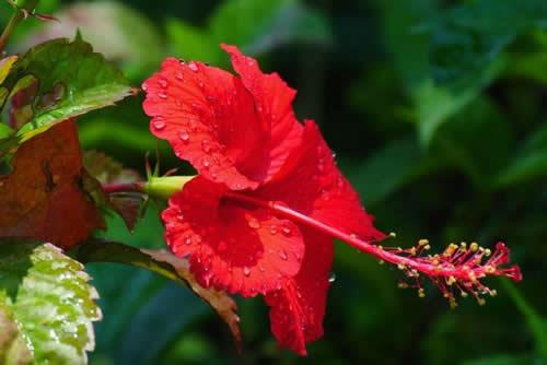 扶桑花开花少掉花包怎么办？