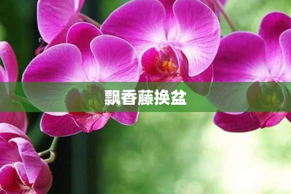 飘香藤换盆