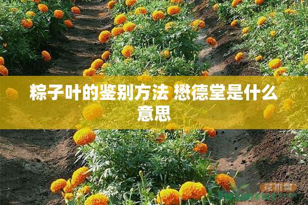 粽子叶的鉴别方法 懋德堂是什么意思