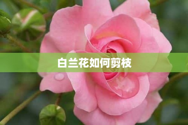 白兰花如何剪枝