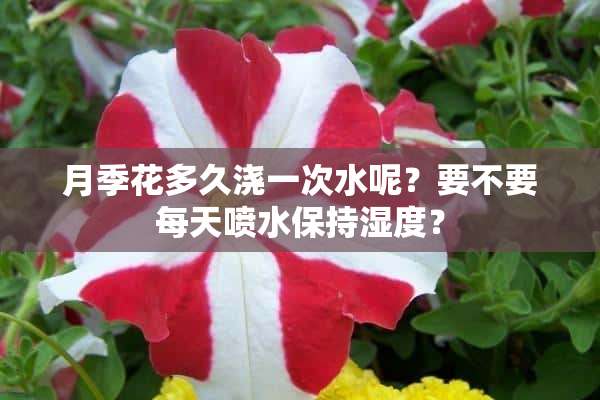 月季花多久浇一次水呢？要不要每天喷水保持湿度？