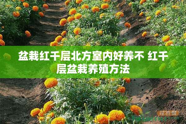 盆栽红千层北方室内好养不 红千层盆栽养殖方法