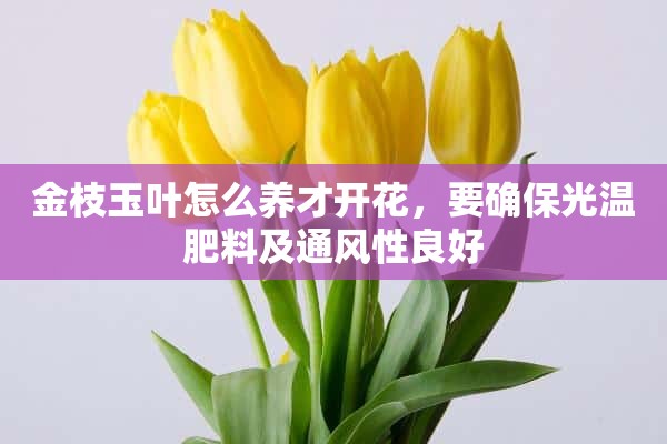 金枝玉叶怎么养才开花，要确保光温肥料及通风性良好