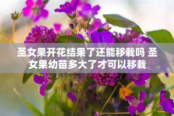 圣女果开花结果了还能移栽吗 圣女果幼苗多大了才可以移栽