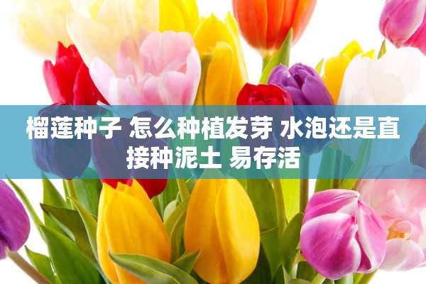 榴莲种子 怎么种植发芽 水泡还是直接种泥土 易存活