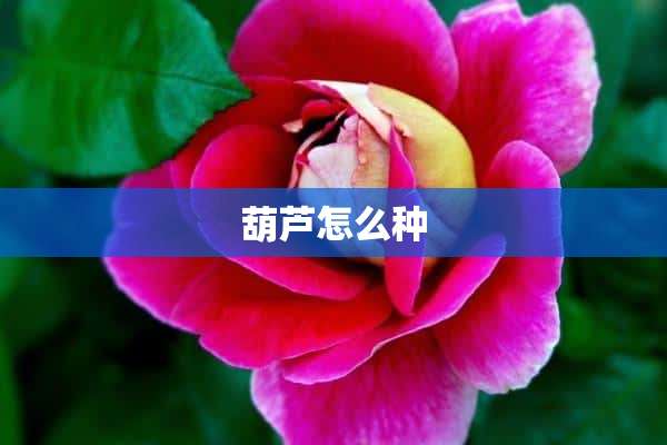 葫芦怎么种