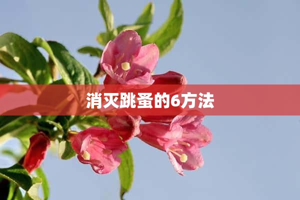 消灭跳蚤的6方法