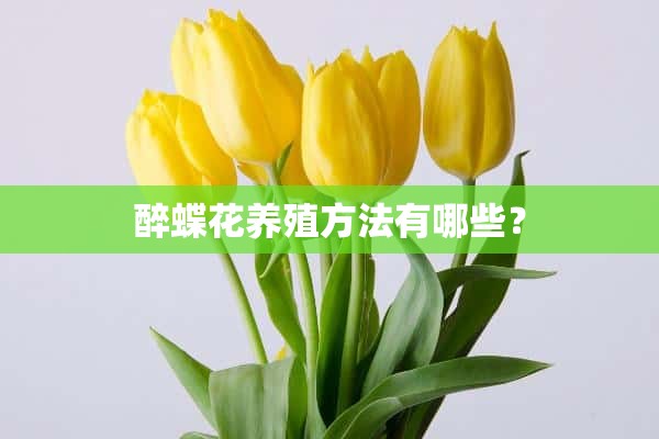 醉蝶花养殖方法有哪些？