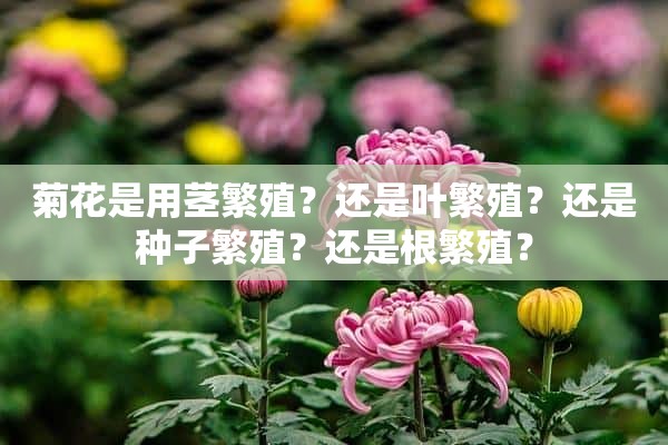 菊花是用茎繁殖？还是叶繁殖？还是种子繁殖？还是根繁殖？