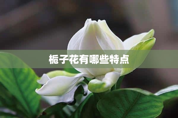 栀子花有哪些特点