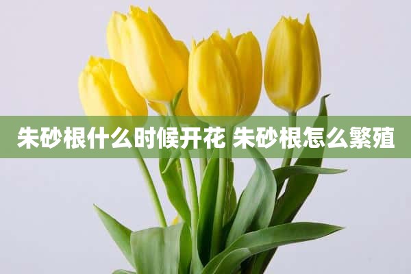 朱砂根什么时候开花 朱砂根怎么繁殖