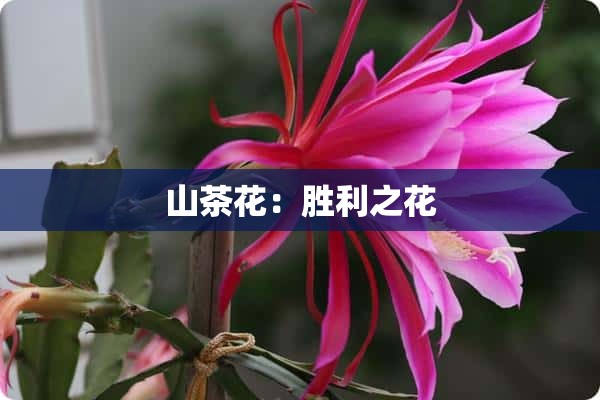 山茶花：胜利之花