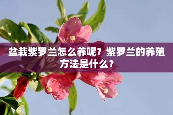 盆栽紫罗兰怎么养呢？紫罗兰的养殖方法是什么？