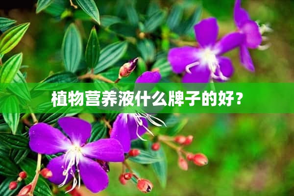 植物营养液什么牌子的好？