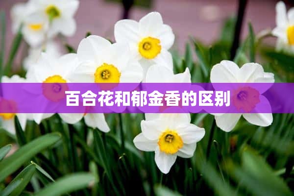 百合花和郁金香的区别