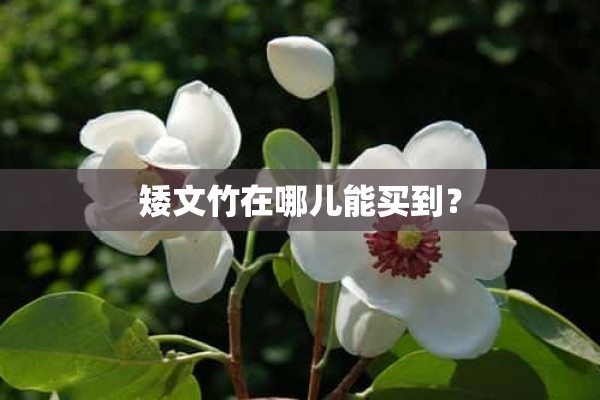 矮文竹在哪儿能买到？