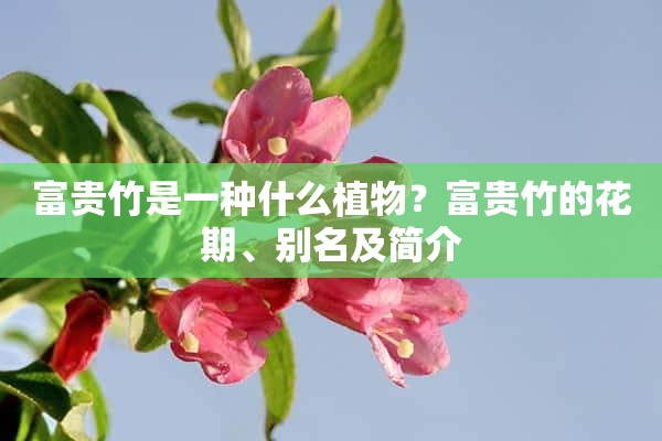 富贵竹是一种什么植物？富贵竹的花期、别名及简介