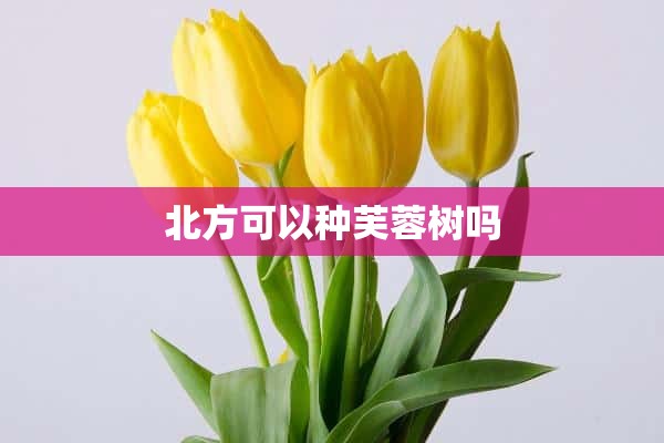 北方可以种芙蓉树吗