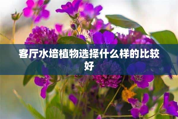 客厅水培植物选择什么样的比较好