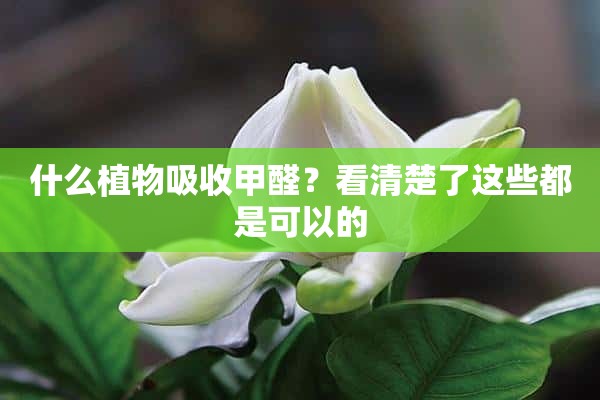 什么植物吸收甲醛？看清楚了这些都是可以的