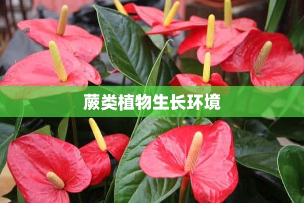 蕨类植物生长环境