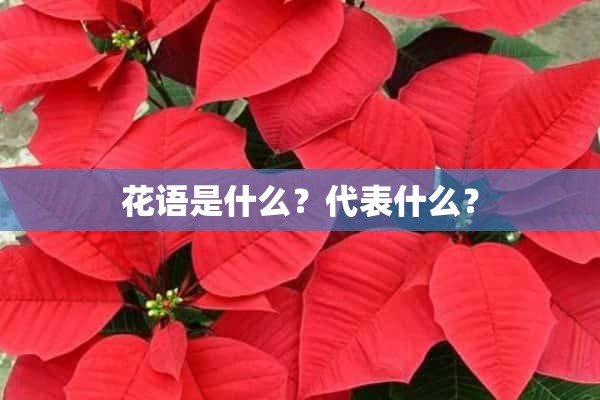 花语是什么？代表什么？