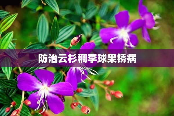 防治云杉稠李球果锈病