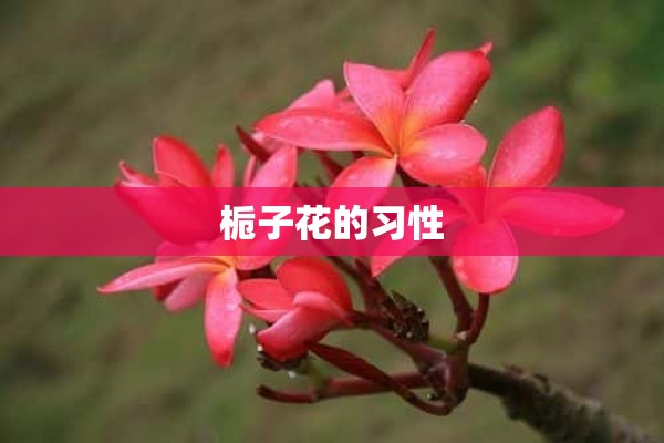 栀子花的习性