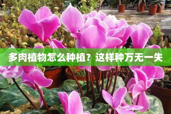 多肉植物怎么种植？这样种万无一失