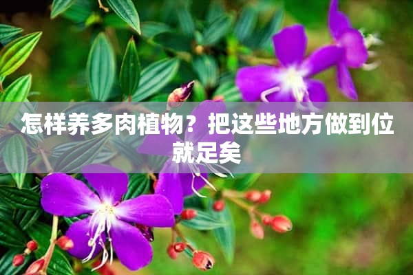 怎样养多肉植物？把这些地方做到位就足矣