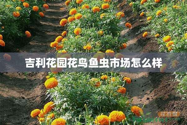 吉利花园花鸟鱼虫市场怎么样