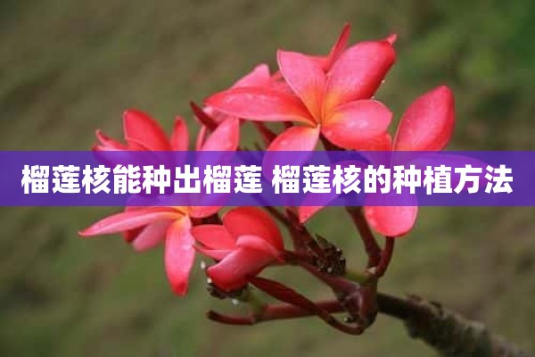 榴莲核能种出榴莲 榴莲核的种植方法