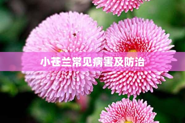 小苍兰常见病害及防治