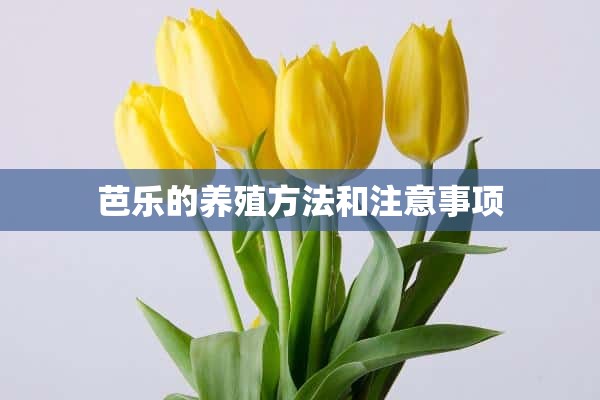 芭乐的养殖方法和注意事项