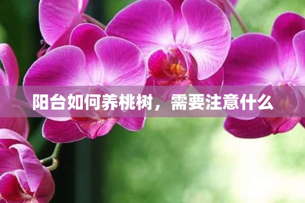 阳台如何养桃树，需要注意什么