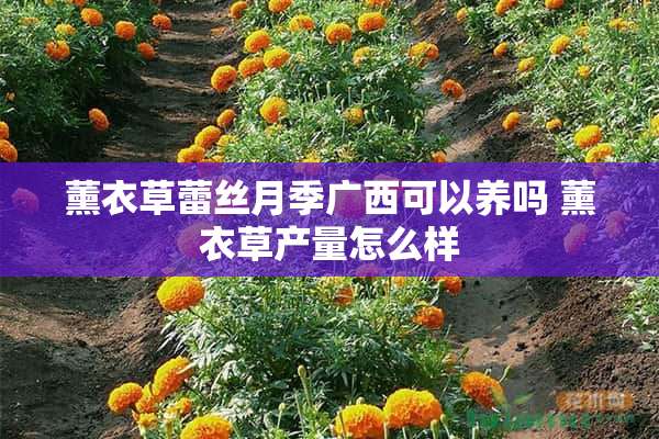 薰衣草蕾丝月季广西可以养吗 薰衣草产量怎么样