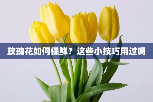 玫瑰花如何保鲜？这些小技巧用过吗