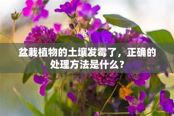 盆栽植物的土壤发霉了，正确的处理方法是什么？