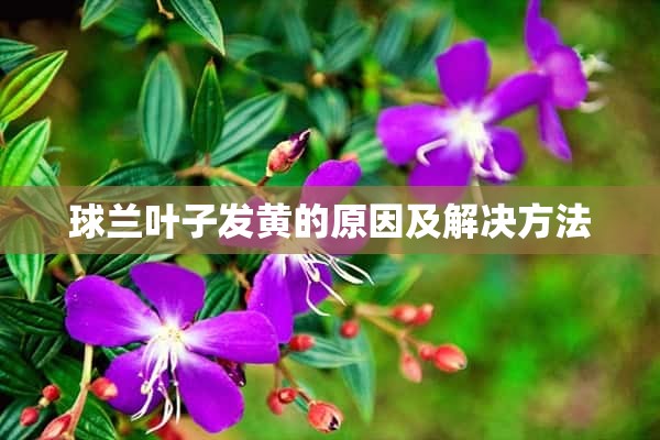 球兰叶子发黄的原因及解决方法